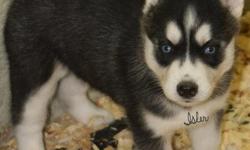Blue eyes Siberian husky puppies
Our available siberian husky puppies are ready available now and even for christmass.
we do have boys and girls ready, they are all vaccinated, potty trained and do have all pappers.
they are also very playful and friendly