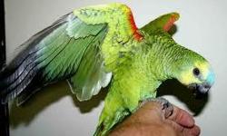 Male Blue Fronted Amazon can be hand tame with a little work.......for info call #-- Rochester, Ny . No shipping.