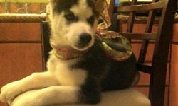 Introduce your new husky pup to the family for the Holiday season this year. We have a rare Blue/Green eye black/white male Siberian Husky pup born September 26, 2012. &nbsp;Has have a unique, distinctive flor-de-le.&nbsp;
He currently has his