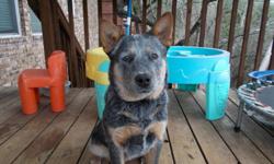 7 month old Blue Healer. Pure breed, Registered, Shots, Chipped, Comes with 4 more months of heart/flee medication. Parents are working dogs in Hempstead TX.
Moving. Re-homing fee $250.00