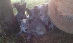Blue Heeler puppies, 1st shots and wormed, working parents , good with kids and other animals. 125.00 ozark ark, 4797191921