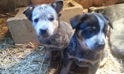 Beautiful purebred blue heeler puppies, 7 weeks old, males and females.They have their 1st shots and have been wormed. They are waiting for loving homes.