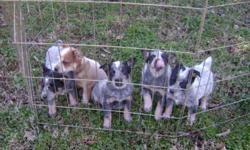 &nbsp;Born 12-1 2013.&nbsp; Full blooded, champion bloodline, no papers, working stock, tails docked, UTD on vaccinations & deworm, starter food, health record.&nbsp; These puppies are socialized for their new homes.&nbsp; The parents are on the premises