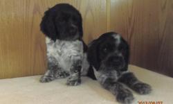 Beautiful rare, roan American cocker spaniels. New litter expected spring/ summer of 2014. If you would like your name on a waiting list, please contact me. They are ACA registered with a 4 generation pedigree, will be up to date with all shots. Tails