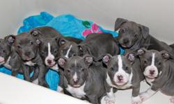&nbsp;
Blue Nose Pit Bull Puppies
1male / 7females
CKC registered Health Certificates.
8 weeks old $500/ea.
call/text 337-478-6253
email townsend_8@hotmail.com