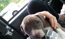 Our Blue Nose Pit Bulls were born April 25th. They're are 5 boys and 3 girls.. They will be ready to go to good homes in the next 4-6 weeks! Any questions please text me anytime, Brandy 612-599-9609