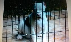 "PR"UKC registered blue nose pitbull pups. These pups are show quality and come from champion bloodlines. Razors edge/ groff. I have 6 pups left. SERIOUSE INQUIRIES ONLY PLEASE!!! Text...
