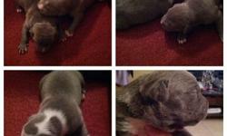 I have 6 blue nose pitbull pups for sale