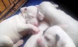 I HAVE TWO DIFFERANT SETS OF PUPPIES FOR SALE, BLUE BULLIES BORN ON JULY 12,2014 VERY ACTIVE AND CUTE , THE NEXT SET ARE AMERICAN PIT WITH RED NOSE THEY WERE BORN ON JULY 3,2014 THEY ALSO ARE VERY ACTIVE AND PLAYFUL.&nbsp;
THEY ARE GREAT WITH OTHER DOGS.