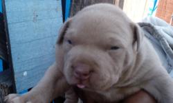 The mom is a blue the dad is a red nose this was my lady's first litter she had 2 pups 1 was a blue brino and the 1 left is a phan with a pink nose and blue eyes.......... Is he for you??