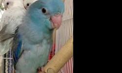 I have 4 blue male parrotlets and one female.&nbsp; They are just weaned.
They are being weaned onto a mixed pellet mix, fruit and nuts, birdie bread, and with a very small amount of seed.
I am a licensed breeder with a PERMIT to sell birds in the state