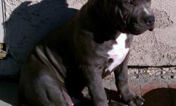 9 week old blue pit bull pup, big chest, big head, thick bone, gey eyes, bully impressive pup. Will be a big boy, not tall just thick big headed stocky male. paid good money for him but i bought without landlord's permission and forced to sell, my loss