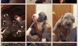 BEAUTIFUL BLUE NOSE PITBULL PUPPIES!!! ADBA REGISTERED!!! ALL PUPS COME DEWORMED AND WILL COME WITH ALL VACCINATIONS WITH HEALTH CERTIFICATE!!!! PUPS WILL BE READY TO GO HOME MARCH 29th. PUPS ONLY 3 weeks. GREAT SIZE!!! Mom and Dad about 85 pounds