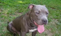 i have a&nbsp;1 year&nbsp;old Blue Pitbull Male that i'm trying to Stud him out if anybody is interested. He is RazorsEdge, Gotti pure breed Champion bloodline. Email to isaiahmuldrew@yahoo.com