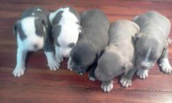 blue pitbull puppies A D B A. register three females parents on premises good temperment and blood line. must see call Jerry at --