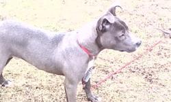I have a 4 month old Blue Pitbull Puppy. He needs a good home I'm asking $200 for Him. He's already house broken, and crate kept. Very energetic... Already has shots.
For more information 804 716-1761, Leave voice mail if no answer. Or email: