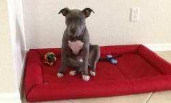 Beautiful Pitt bull Grey Blue in color really a sweet dog and very smart. Very loving. He is 4 months old and looking for a very good home. Someone that really takes good care of dogs. I want him to go to a good home.He is Georgeous!!!!!!!