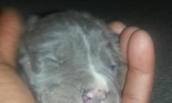 Two pitbull pups remaining both girls blue razors edge parents on site serious buyers call or text telephone number 313 399 6704 ask for Ed