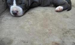 1 Grey female for 200 $ 1 brindle Brown female 1 brindle gray/Brown female Great markings white chest with white sox, and blue eyes, 6 weeks old looking for loving homes.