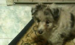 Pretty blue sheltie puppy for sale. She is very playful and loves to be held. All around great puppy. If interested please call (703)482-0623