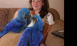 Good and Well tamed Hyacinth Macaw Birds text 2075171221 for more details if you need them they also come along with toys and cage