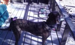Due to circumstances out of my control I am being forced out of my home and can no longer provide a home for my dogs. I have until the 27th to find them homes. The blue tic plot hound is about a year old and is female. The chihuahua mix is a fixed male,