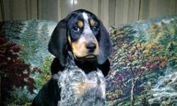 Blue &nbsp;tick , is 7 months old and needing a good home with land .. If Interested please call at &nbsp;Dwayne 618-420-4712