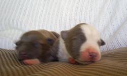 Puppies born on May 27Th 6 females And 4 males. Excelent markings! great temperments, The bloodlines are Watchdog, Razors edge, and chaos, These are some of the best blues you will find!
Please call 323-301-9373 for more details, We can deliver to the bay