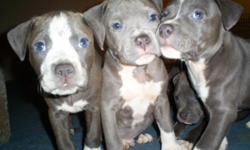We have 3 females Born on May 27Th, Taking deposits now, Get your pick in before they are gone! These bullies are some of the finest blues you will find, You will not be disappointed, very docile and obedient, very good with children, great protection!