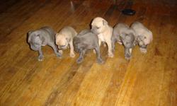 i have 3 solid blue females and 3 fawn and grey males...mom and dad on site and is fully registered...