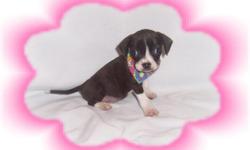This baby girl is a doll. She is playful and happy baby. She will make a great pet for kids. She is a Beagle and a Boston Terrier mix.She is micro chipped.She comes with her first series of shots, wormings and a Vet Health Certificate. She also comes with