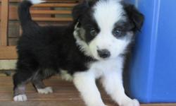 Beauty and brains says it all for this fun little girl! She is intelligent and has a heart of gold! Purebred with a full pedigree. Give us a call or email for more info
on this wonderful border collie female puppy. 928-333-2505