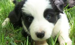 Border Collie Male puppy for sale. He is absolutely gorgeous and has a wonderful personality. Looks like a cute stuffed panda beat!&nbsp; A+ temperament and disposition. You just can't beat this awesome littler. Purebred with full pedigree. Visit us at