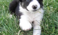 Border Collie puppies for sale. Beautiful inside and out! 2 males and 2 females currently availble. What an exquisite litter! They have it all with beauty and brains. Very intelligent. They all have the medium rough coats and all very sweet border
