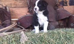 I currently have 4 male Purebred Border Collie puppies for sale and 1 female.2 red and white males, 2 black and white males and 1 red and white female. They were born Jan.21,2015 and are 6 weeks old now. They have had declaws removed and will have first