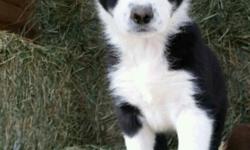 I currently have 4 purebred male Border Collie puppies. They were born January 21, 2015. They have been raised in our home and have had lots of interaction and socialization with my kids and family. They have had dewclaws removed, 1st set of vaccinations