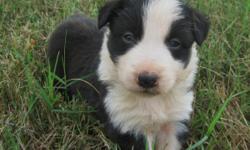 Adorable Border Collie Puppies for sale. The are black and white with blue eyes. Super smart dogs. 7 to choose from. Mom has sweet disposition. Dad is a working dog on cattle farm. They will be ready for their new homes Aug 3, 2011.