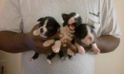 SOLD: 1 Female Boston Terrier Puppy. Born on Dec 13, 2010. She is all black with white markings.
Location: Sierra Vista AZ 85635
Just sold her on Thursday!