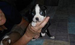 BOSTON TERRIER PUP'S JUST BORN 2-25-14, HAD 6, NOW 3AVAILABLE, WON'T LAST, THESE ARE GORGEOUS PUP'S, AND I OWN BOTH PARENT'S. I LIVE IN THE ACREAGE IN LOXAHATCHEE ( WEST PALM BEACH AREA), THESE PUP'S SELL FAST.
DON'T MISS OUT, CALL NOW TO PUT YOUR $200