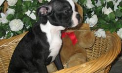 Beautiful Boston Terrier Puppies - AKC - $500 and up shipping included - Black and White or the new designer Red and White - health guarantee - current on shots - call Katy 561 357 7000