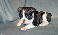 Boston Terrier Puppies For Sale
FOR MORE INFORMATION ON THE FISHES PLEASE DO TEXT US AT
() -
&nbsp;