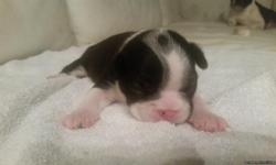I have 4 Boston Terrier pups for sale. 2 female 2 males.