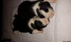 ACA Boston Terrier Pups they can be CKC registered as well. Will be ready Aug 2nd, 2 males 3 females there is a $200 NON Refundable deposit and $ 450 due at pick up