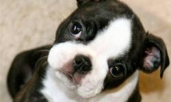Adorable boston terrier pups, 8 weeks old, all shots and worming up to date, health guarantee. I have both boys and girls available, they are all black and white with great markings and they will only be about 15lbs full grown. Call 256-740-8224