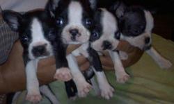 7 week old boston terrier puppies. Registered APRI. 1ST SHOTS AND WORMED. These sweeties are ready for their forever families. 3 females and 4 males. Only $ 200. Please call 903 763 8327. Thank you!