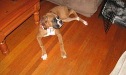 Very good dog great with kids. Needs room to run and play. She is an inside dog!!!