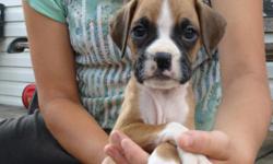 AKC Boxer puppies, ready for forever homes. 3 flashy fawn females still available. Very snuggly and playful. The puppies were born and raised in our home and are played with every day. Parents are our pets. 1st shots and deworming. Very social babies. 60