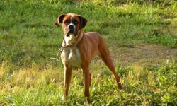 Dixie is a 3 yrs old unregistered Boxer. She is a purebreed Boxer. She also is not spayed at this time, but she is up to date on her shots. We plan to have that done next month. She is an attentive dog and gets along well with children and other dogs. She