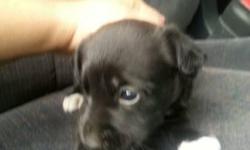 They come from a pure bred boxer female and a pure bred german shepherd male they will be small around 50 pounds fully grown/ I have 5 males and 1 female. The female is shown in the first pic. 612-987-0866
