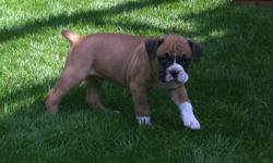 Boxer puppy - fawn - male. This guy is the mellowest of the pups - a favorite for kids! Ready in 2 weeks - reserve today!
Dew claws, shots and parents on site!